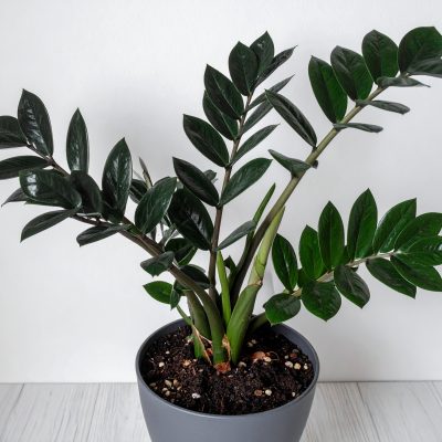 zamioculca-black-10
