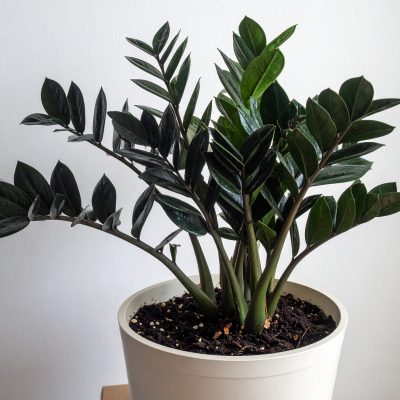 zamioculca-black-6