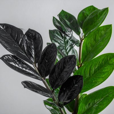 zamioculca-black-7